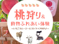 ★ Picking 3 peaches+ Animal Feeding Experience ～Includes Strawberry Strap & Strawberry Smoothie～