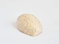 マドレーヌ ヴァニーユ ド マダガスカル 