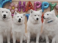 <<Summer Vacation Period (Saturdays, Sundays, and Holidays)>> Regular ticket (50 minutes)