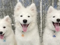 <<Summer Vacation Period (Saturdays, Sundays, and Holidays)>> Regular Ticket (50 minutes)