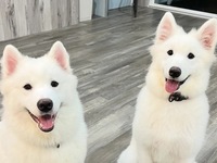 <<Summer Vacation Period (Weekdays)>> Regular Ticket (50 minutes)