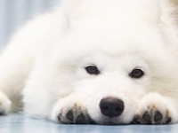 <<Summer Vacation Period (Saturdays, Sundays, and Holidays)>> Regular ticket (50 minutes)