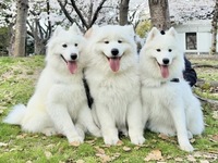 <<Summer Vacation Period (Saturdays, Sundays, and Holidays)>> Regular ticket (50 minutes)