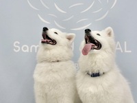 ≪여름 방학 기간 (평일)≫통상 티켓(50분)