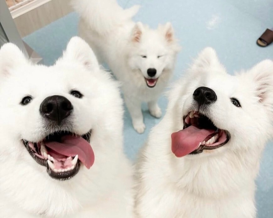 Cho! Samoyed Harajuku Store - Restaurant Guide - TableCheck