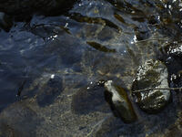 Tasting Course-Alcohol Pairing