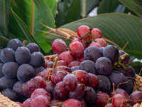 [Weekdays only, welcome drink included]nashi farm-fresh grape A seasonal luxury that can only be enjoyed at this time of year! All-you-can-eat Yamaes with salad bar! 