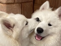 ≪お盆期間≫通常チケット（50分）