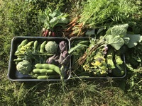 Seasonal course (2025年10月〜)