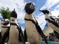 【 ビュッフェ | 平日 】マリンワールド入館券付き(中学生)