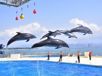 【 ビュッフェ | 土日祝日 】マリンワールド入館券付き(大人)