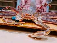 おまかせズワイガニコース