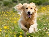 【ドッグラン】貸切利用料