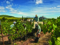 [Limited to May 15th] Torres × IÑAKI Wine maker's & Live Music Dinner