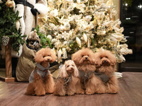 【クリスマス】veganアフタヌーンティー