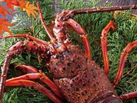 12월 1월 2월 한정