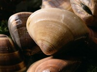 ステーキディナーコース【￥15,400】11/27～