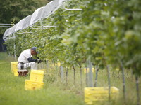 【第 1 回】 マンズワイン 小諸ワイナリー (長野県小諸市)