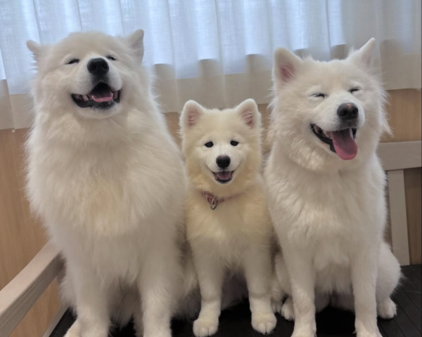 Samoyed Cafe Al Yokohama Chinatown ten - Guida ai Ristoranti