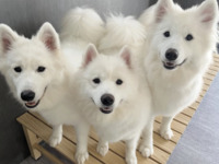 ≪冬休み期間 ≫通常チケット（50分）