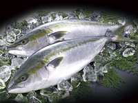 寒ぶりを楽しむ会