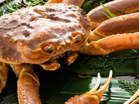 〈テーブル席〉ズワイ蟹と海鮮三昧御飯を堪能！平日限定ランチ