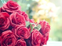 Proposal plan 28,000 yen