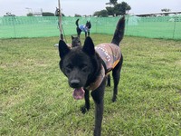 【常設プライベートドッグラン/13:30〜16:30】