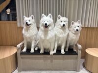 【18時枠限定】4兄弟バースデーイベント