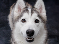 ご来店の予約（土日祝）