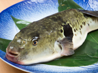 Kaiseki "Fuku" Course ~Limited Time Offer: Using Tiger Pufferfish~