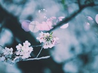 【桜と春の味覚を堪能】神苑チケット付観桜ディナー2026