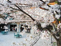 フレンチ【ランチ】桜コース