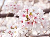 櫻花特餐套餐+含吐司飲品