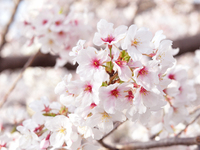 樱花特餐+含吐司饮品