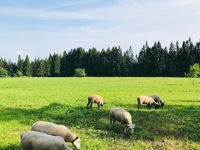 Miya's Sheep Farm Milk Lamb Dinner