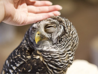 【大人】 触れ合いのみ＋1オーダー制