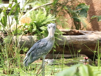 【Weekends & Holidays】Kobe Animal Kingdom & GOCOCU Lunch Buffet — 90-minute seating 🔷 Adult