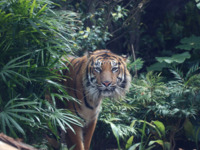 [Weekdays] Kobe Animal Kingdom Admission & All-You-Can-Eat Dim Sum / Jukeien Lunch Set [Adults]