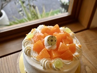 [Seasonal Limited Edition] Setoka Short (Size 5)