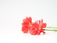 母の日特別ディナーコース「Merci,maman.」