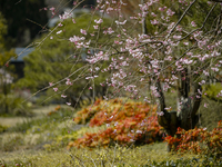 【ディナー】SPRING COURSE ¥12,000