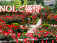 <NOL Adult rate for WEEKDAYS> Sandwich & Dessert Buffet :*Red Rose Garden admission ticket included