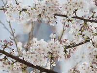 ～Menu Sakura ～〈ランチ〉