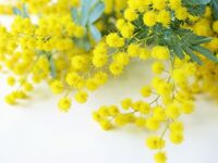 ミモザとクロモジのパフェ＋ペアリングセット ≪3/8（日）1日限定開催≫