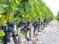 バロン・フィリップ・ド・ロスチャイルド　メーカーズディナー