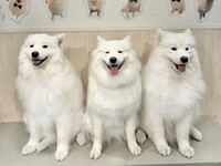 [6 PM slot only] Tourai Brothers + Kirari-chan Birthday Event