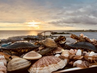 Curso Especial Cena Hamayaki y Churrasco [Aniversario Gratis]