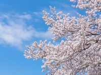 【桜が見えるテラス席確約】■平日限定お花見ランチコース■ 選べるパスタと自慢のメイン、苺のドルチェなど4品＋乾杯1ドリンク＆食後のカフェ付き