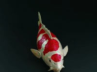 Chef’s Table Special Dinner with Ceramic Works by Masayuki and Makimasa Imai (Without drink pairing) 